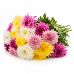 دسته‌گل داوودی